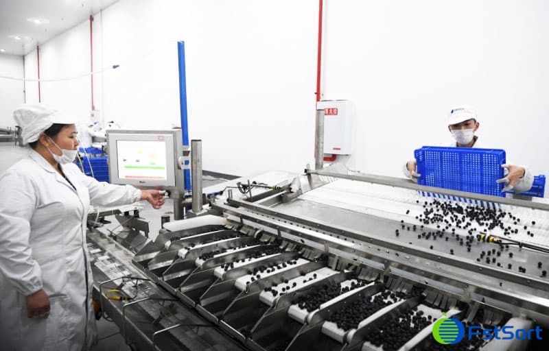 blueberry packing line